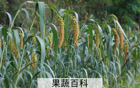 糜子和黍子的区别 糜子的食用功效
