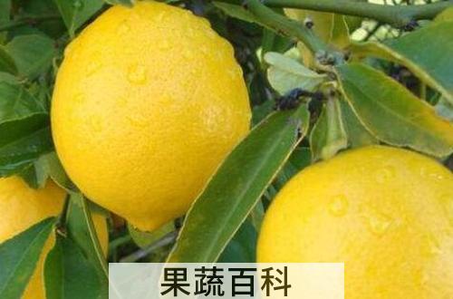 香柠檬和柠檬的区别 柠檬的功效与作用