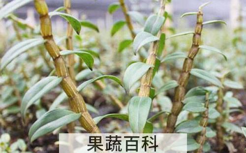 石斛的功效与作用及禁忌 石斛的最佳吃法