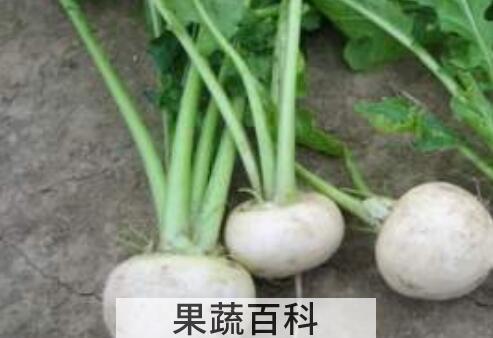 蔓菁疙瘩的功效 蔓菁疙瘩怎么做好吃