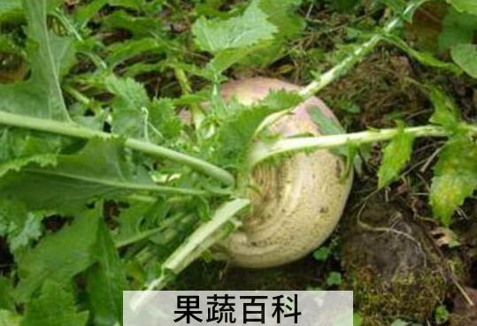 蔓菁疙瘩的功效 蔓菁疙瘩怎么做好吃