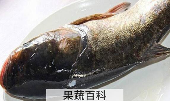 胖头鱼的营养价值与功效