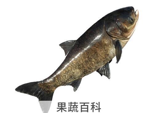 白鲢和花鲢的区别