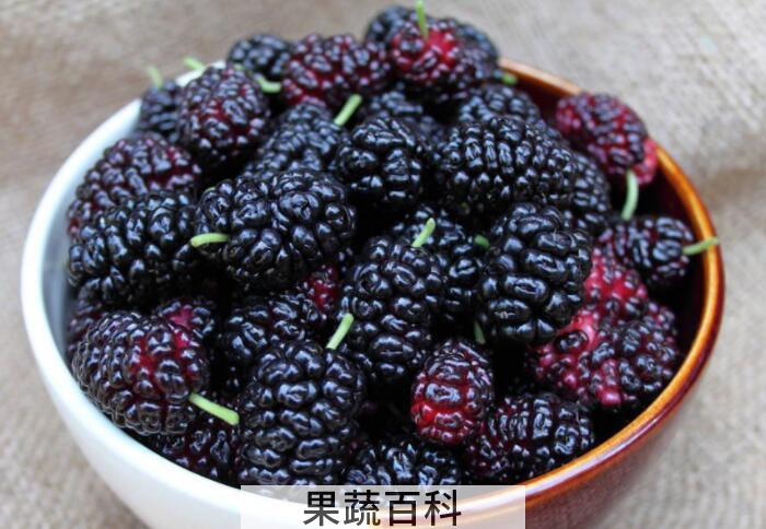 桑葚的功效与作用，爱吃桑葚的朋友看过来啦