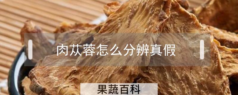 肉苁蓉怎么分辨真假