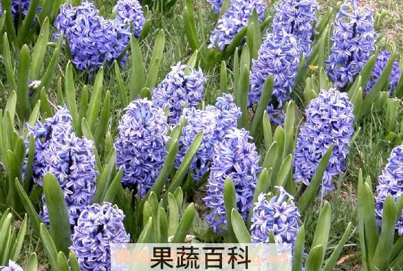 风信子开花后怎么处理 风信子开花后怎么繁殖