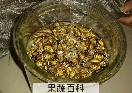 黑地蜂泡酒功效与作用