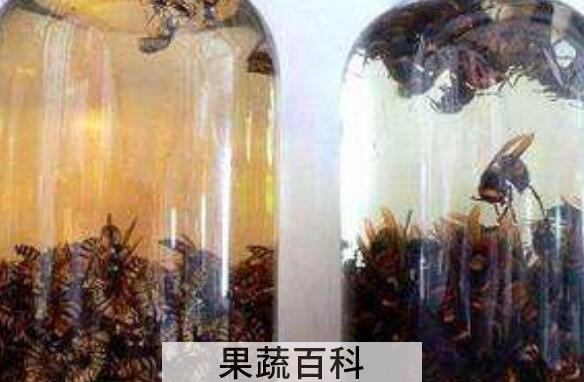 黑地蜂泡酒功效与作用
