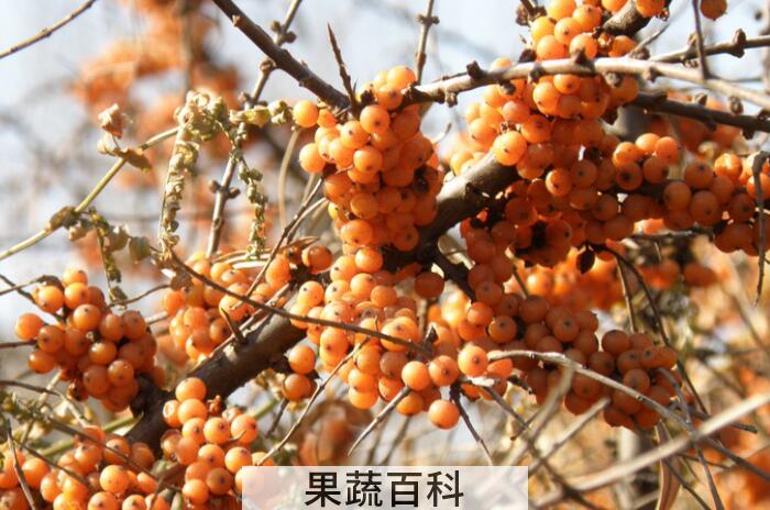 什么是沙棘，沙棘的功效与作用有哪些？