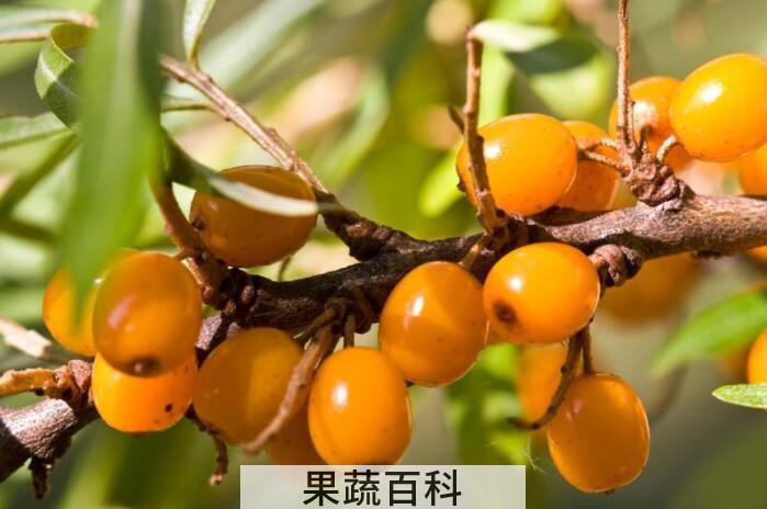 什么是沙棘，沙棘的功效与作用有哪些？