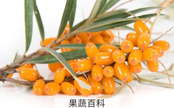 什么是沙棘，沙棘的功效与作用有哪些？