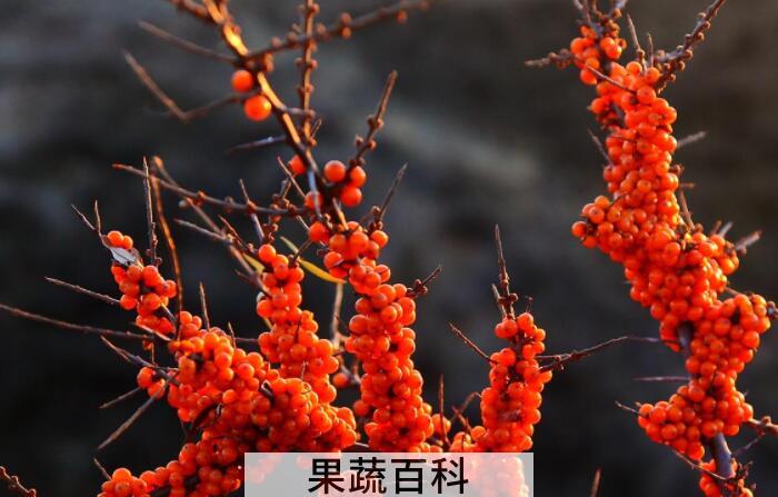 什么是沙棘，沙棘的功效与作用有哪些？
