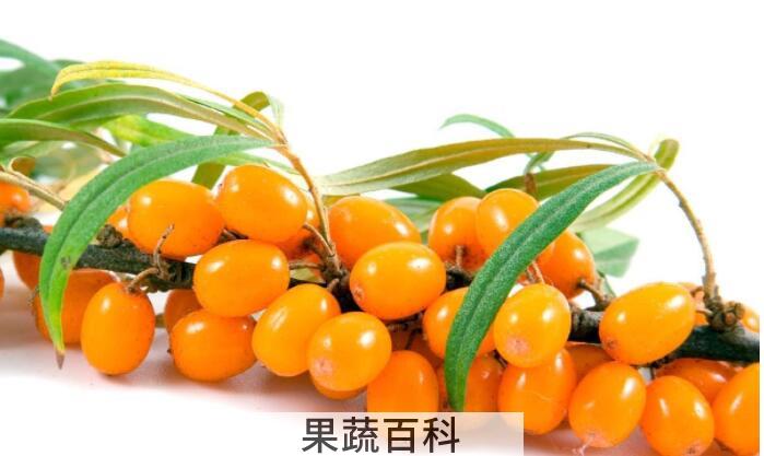 什么是沙棘，沙棘的功效与作用有哪些？