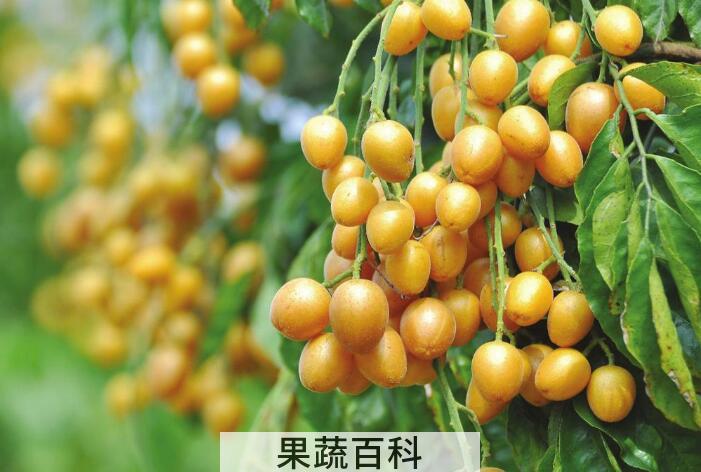酸酸甜甜黄皮果的功效与作用，夏季防中暑就选它