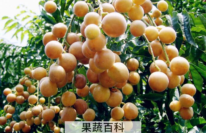 酸酸甜甜黄皮果的功效与作用，夏季防中暑就选它