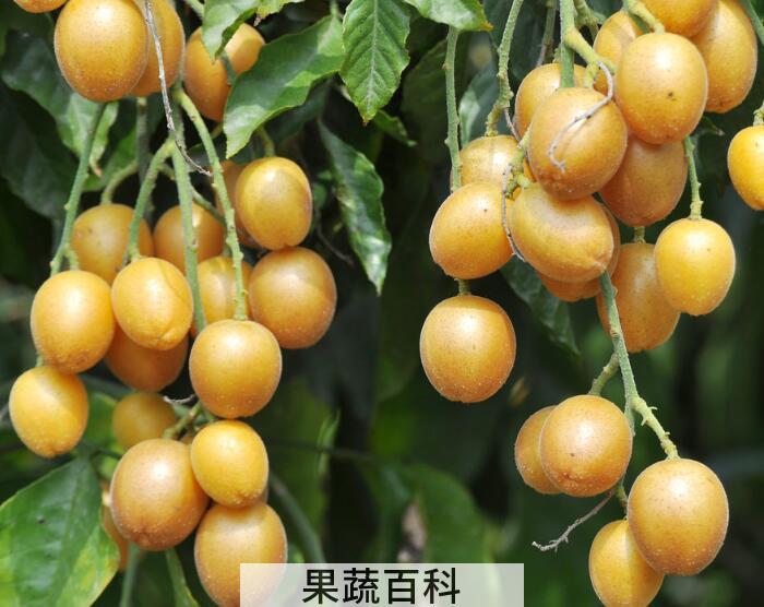 酸酸甜甜黄皮果的功效与作用，夏季防中暑就选它