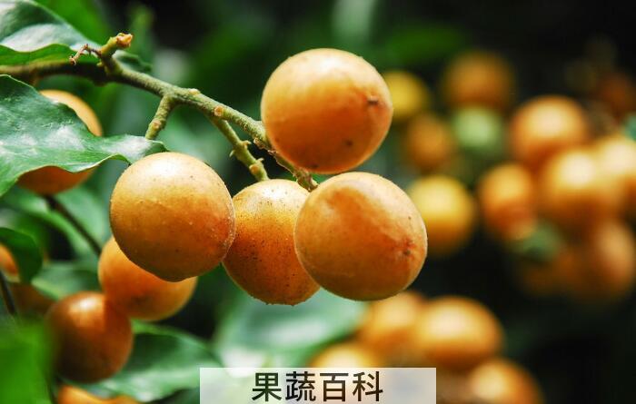 酸酸甜甜黄皮果的功效与作用，夏季防中暑就选它
