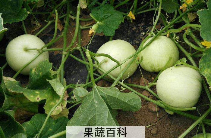 夏季甜瓜消暑解渴，甜瓜的功效与作用有哪些？