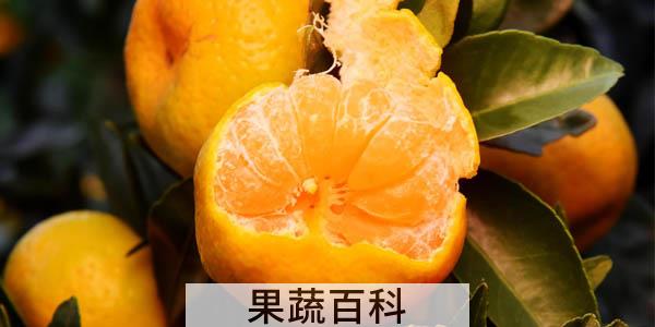 寒露饮食养生吃什么