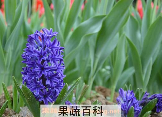 风信子如何养 风信子的养殖方法和注意事项 