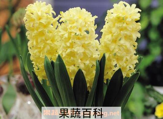 风信子怎么养 风信子的养殖方法和注意事项