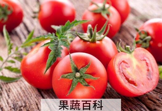 西红柿和番茄的区别