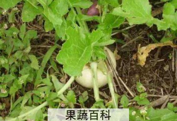 蔓菁叶的功效及副作用