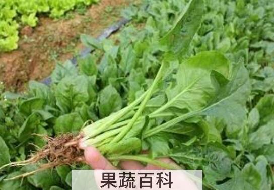 蔓菁叶的功效及副作用