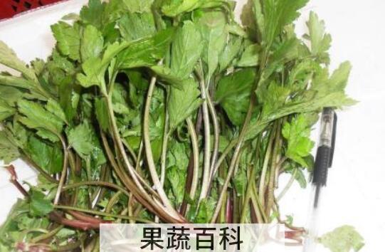 珍珠菜的功效和作用 珍珠菜的禁忌