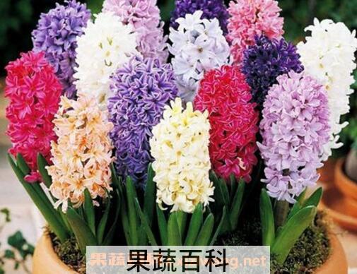 风信子的养殖方法技巧