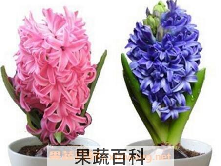 风信子怎么养 风信子的养殖方法