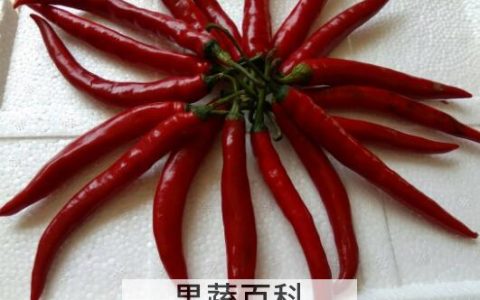 二荆条和线椒的区别