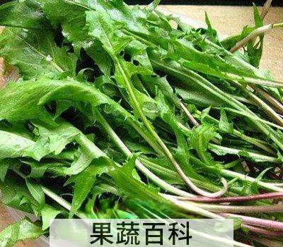 鲜蒲公英的食用方法