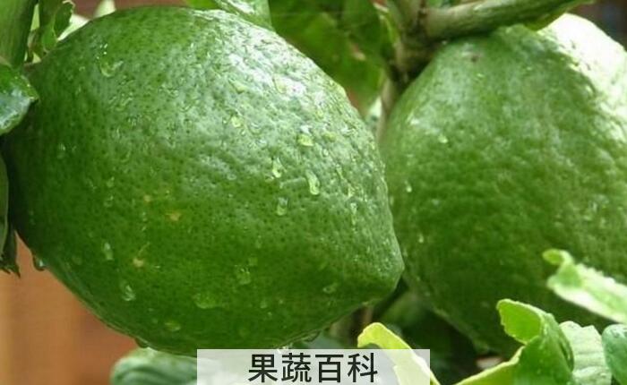 香橼的功效与作用及禁忌，它的药理作用不容忽视