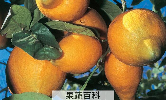 香橼的功效与作用及禁忌，它的药理作用不容忽视