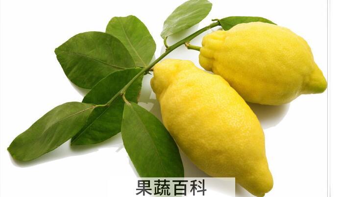 香橼的功效与作用及禁忌，它的药理作用不容忽视