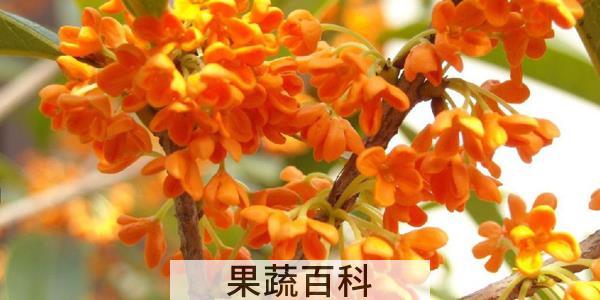 是不是所有桂花都可以食用