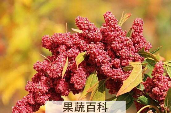 哪些人不适合吃藜麦 吃藜麦的好处