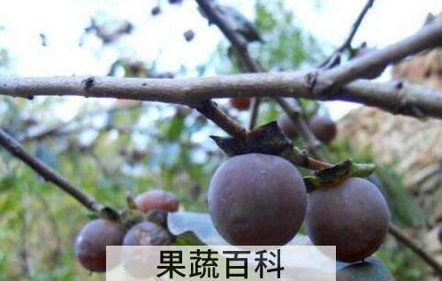 小柿子软枣的功效与作用