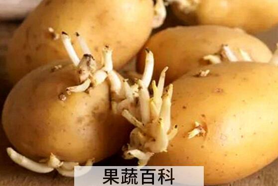 生姜发芽能吃吗 发芽的土豆能吃吗