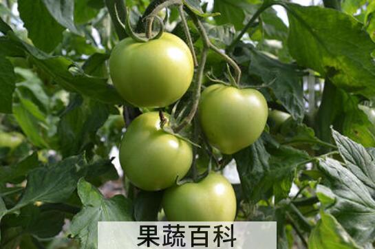 14种比砒霜还毒的蔬菜