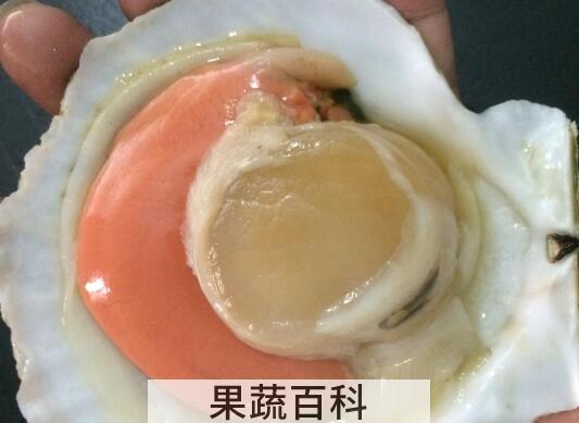 扇贝怎么做 扇贝怎么处理