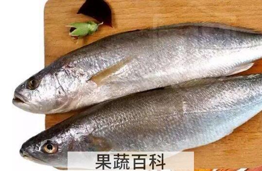 白姑鱼和黄花鱼的区别
