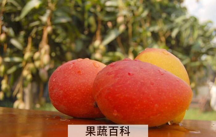 芒果的功效与作用多吗，止晕止吐还能防便秘！