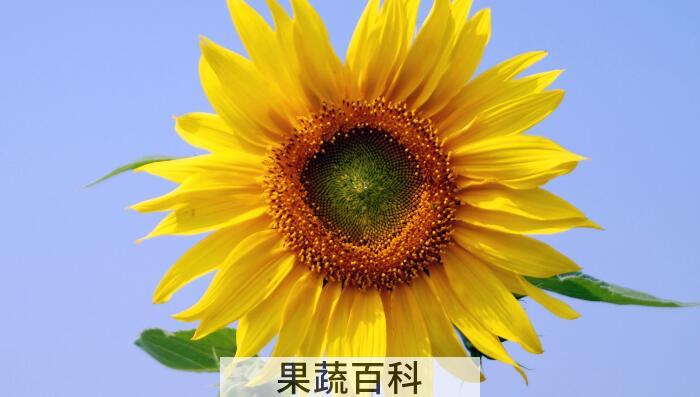 向日葵的功效和作用，向日葵原来浑身都是宝！