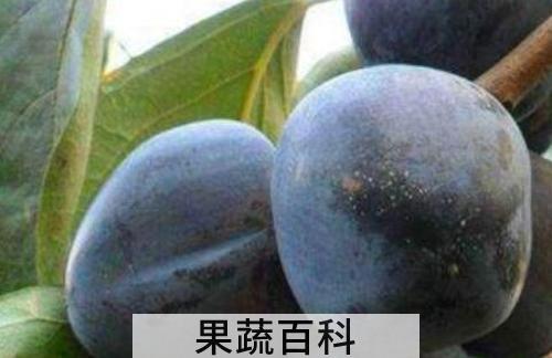 野生黑柿子的功效与作用