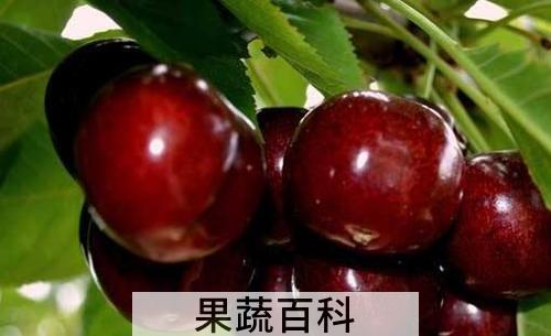 车厘子每天吃多少合适 车厘子吃多少会中毒