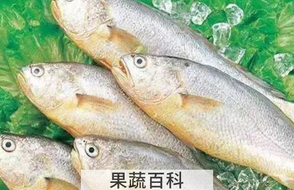 白姑鱼的功效 白姑鱼的副作用
