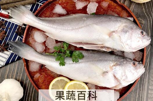 白姑鱼的功效 白姑鱼的副作用