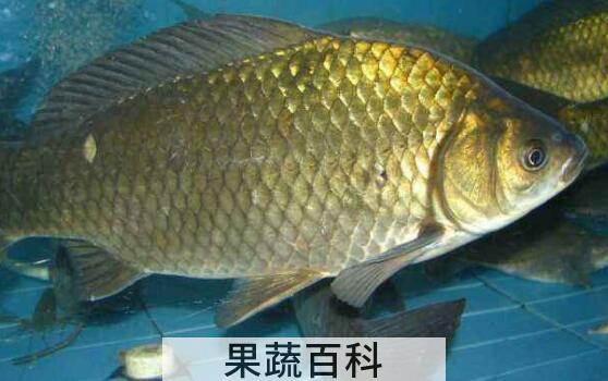 草鱼和鲫鱼的区别